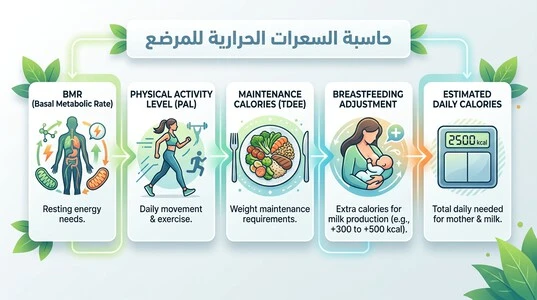 مراحل حساب احتياج السعرات للمرضع من BMR إلى الاحتياج اليومي